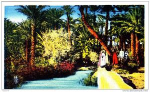 ALGERIE COLOMB BECHAR  UN COIN DE LA PALMERAIE.