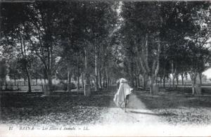 ALGERIE.Batna.Les allées d'Aumale.