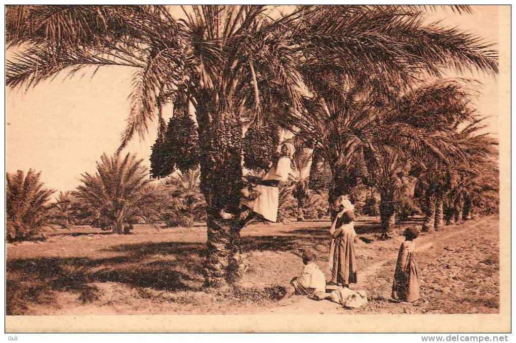 Environs de BISKRA - Algérie -la Cueillette des Dattes -* PRIX FIXE