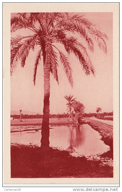 Algérie - Biskra - Route du Fort Turc - Editeur S.P.G.A