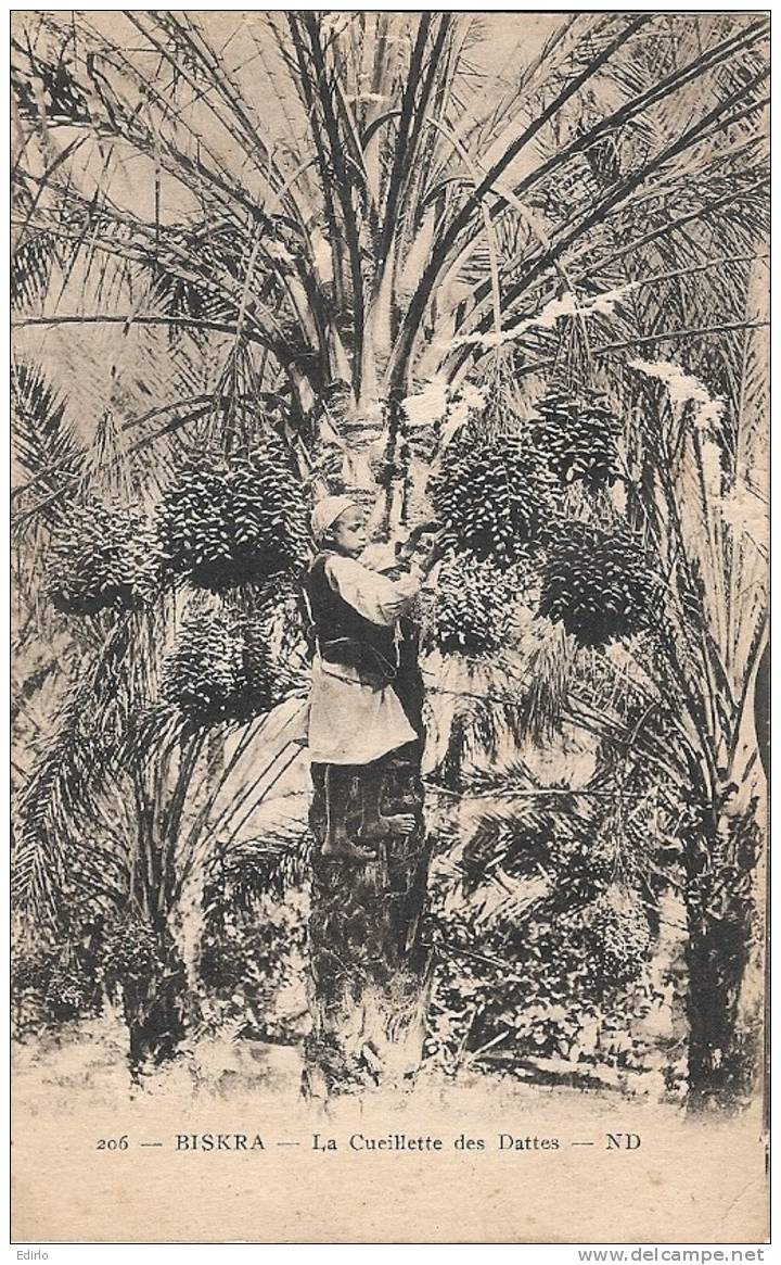BISKRA - La Cueillette des Dattes