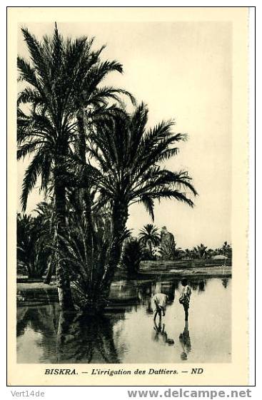 Algérie-CPA-Biskra- L´Irrigation des dattiers--Animation-