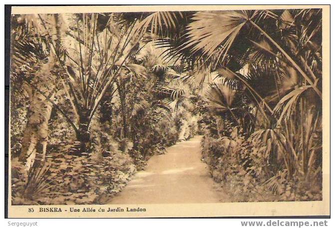 Biskra  une allée du jardin Landon - (c1178)