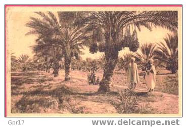 biskra palmiers-dattiers animé