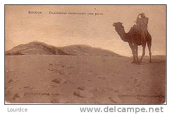 Biskra  chamelier cherchant une piste