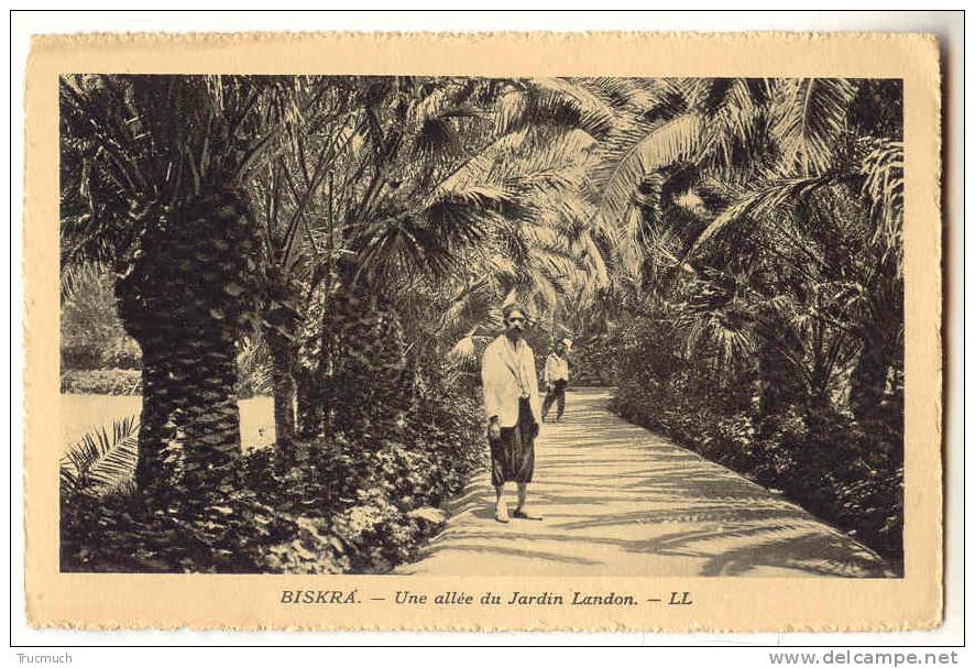 C7375 - BISKRA - Une allée du Jardin Landon