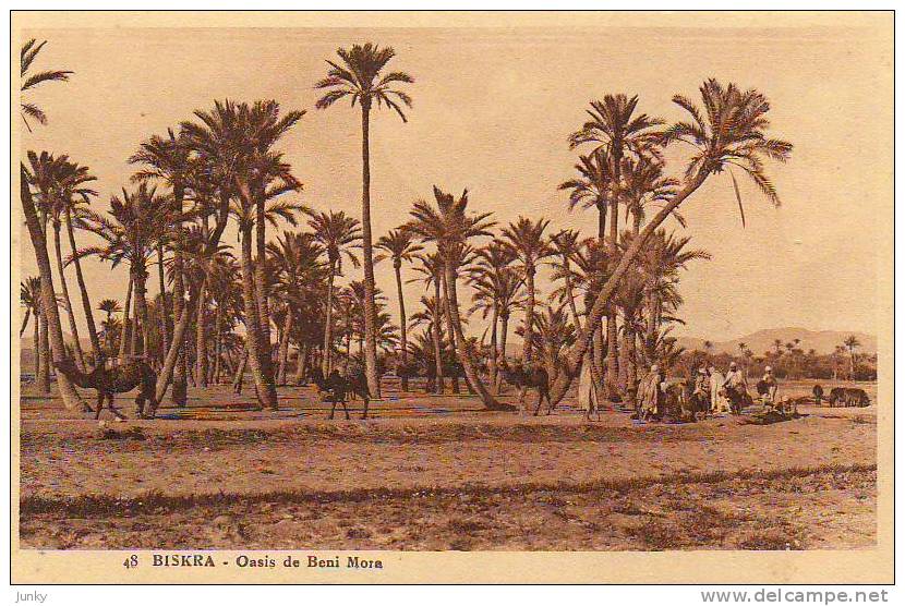 Algérie - Biskra - oasis de Beni Mora