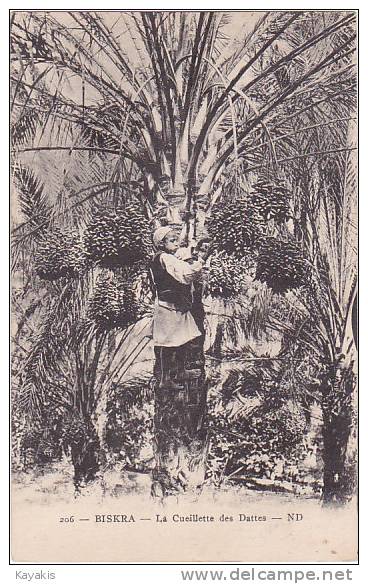 d -  Cpa BISKRA - La Cueillette des Dattes