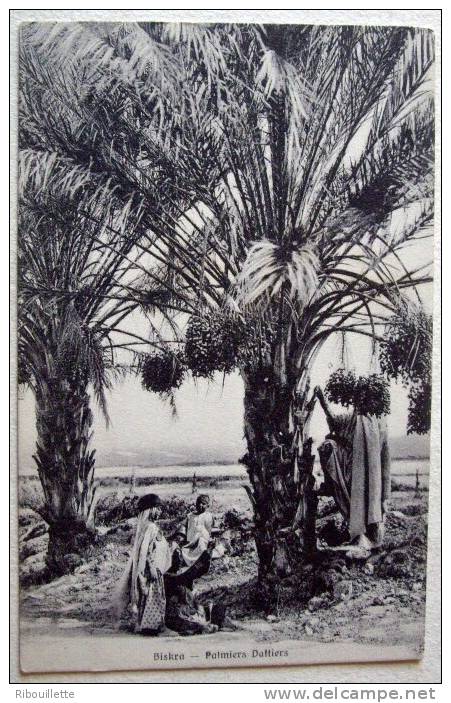 Algérie - CP N° P647 - Biskra - CPA/N