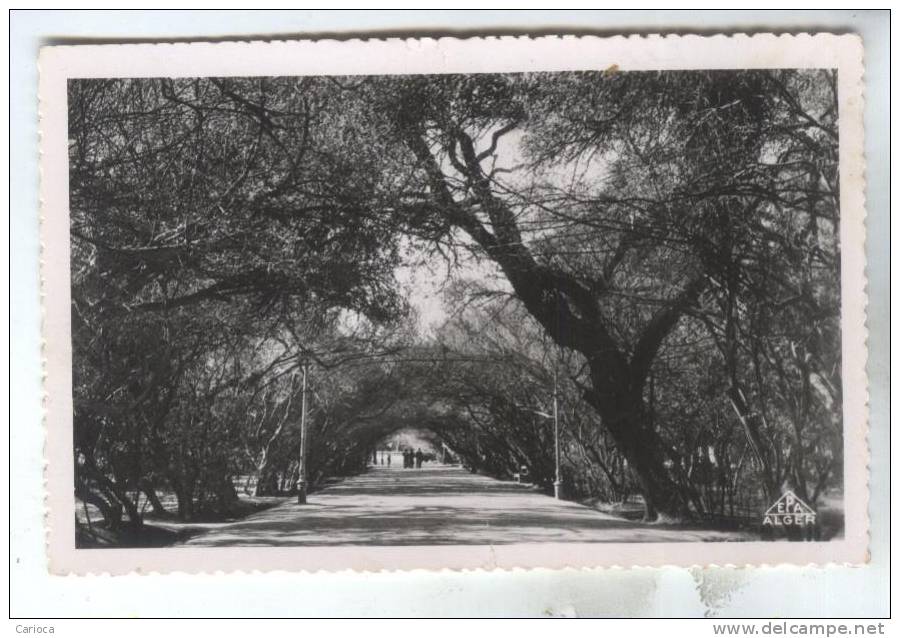 CPSM BISKRA ALLEE DU JARDIN PUBLIC
