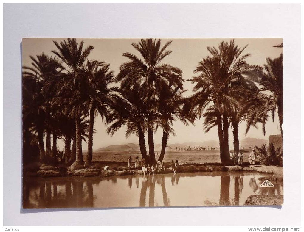 cpsm Biskra Bords de l'Oued 82