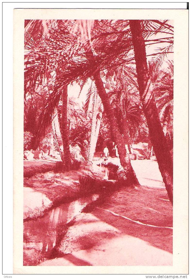 biskra algerie (dans le vieux biskra)