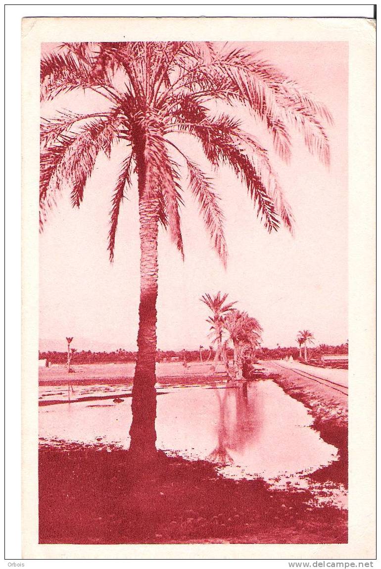 biskra algerie (route du fort turc)