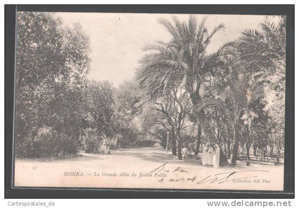 CPA Biskra, La Grande Allee du Jardin Public