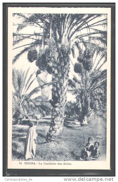 CPA Biskra, La Cueillette des dattes
