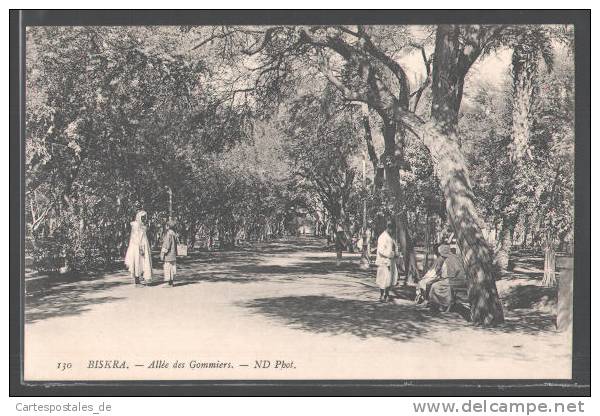 CPA Biskra, Allee des Gommiers