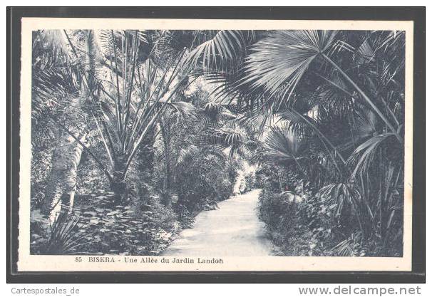 CPA Biskra, Une Allee du Jardin Landon