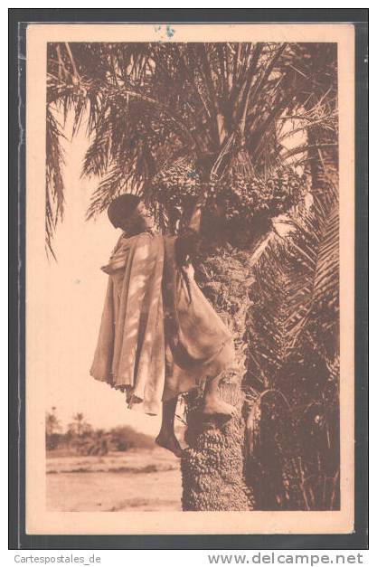 CPA Biskra, Un palmier dattier