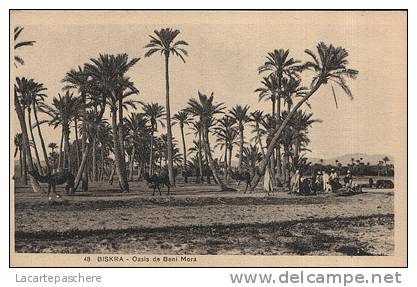 E74 BISKRA OASIS DE BENI MORA