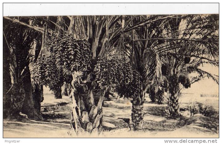 ALGERIE / ALGERIEN      Biskra  Paysages Sahariens Palmiers portant leurs regimes de dattes