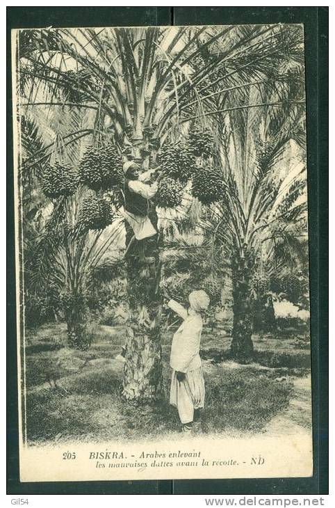 BISKRA , , Arabes enlevant les mauvaises dattes avant la récolte- sl42
