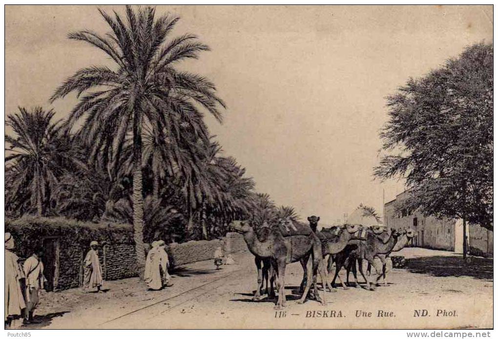 BISKRA   19???       PLUS       PORT  CH  OU  PAYPAL  AVEC LEURS  FRAIS