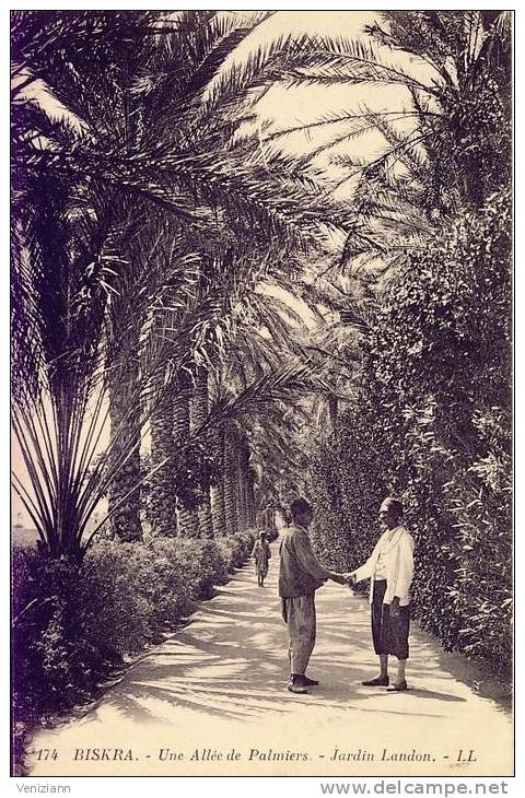 BISKRA - Une Allée de Palmiers - Jardin Landon