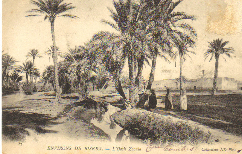 / ALGERIE - ENVIRONS DE BISKRA - L´Oasis Zaouïa