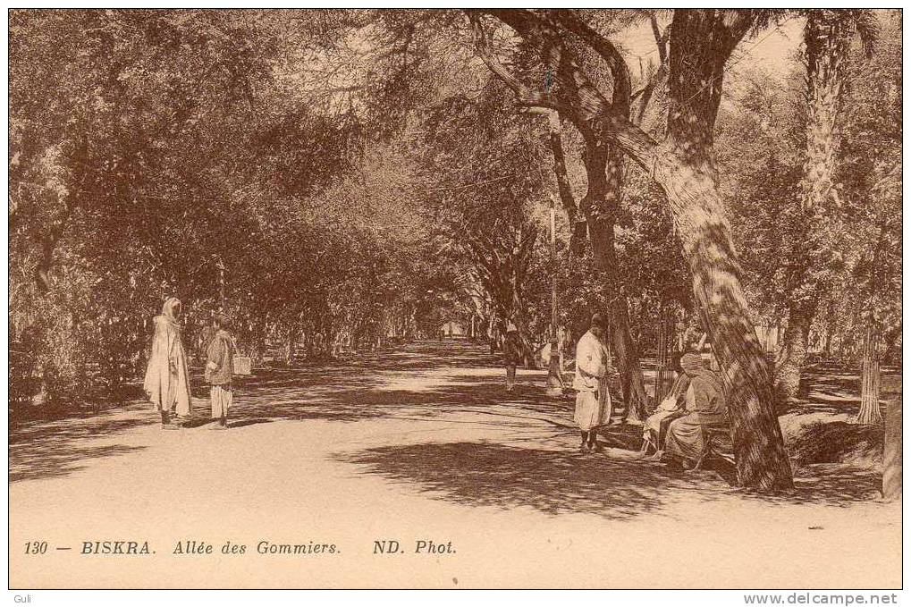 BISKRA - Algérie - Allée des Gommiers -* PRIX FIXE -Editions  N-D phot  n° 130