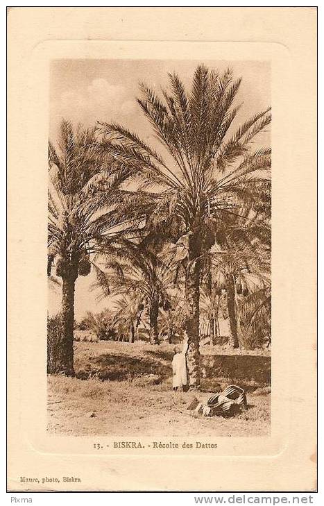 BISKRA - Récolte des Dattes 13