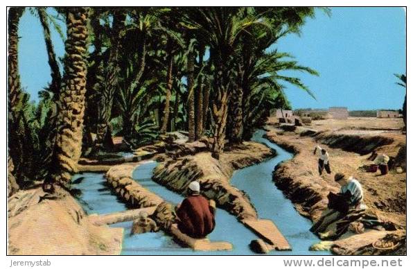 BISKRA - 101 - Partage des eaux vers M´cid 