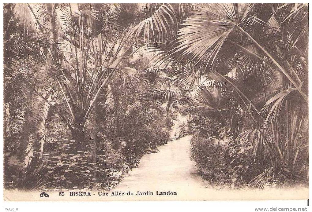 AK 24  Biskra - Une Allee du Jardin Landon um 1910-20