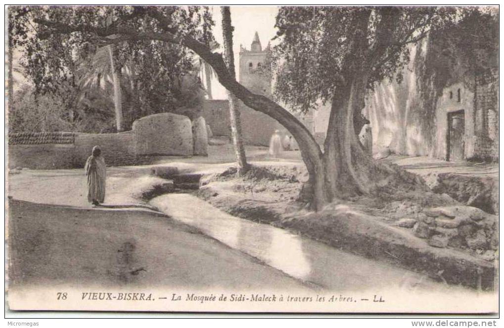 VIEUX-BISKRA - La Mosquée de Sidi-Maleck à travers les arbres