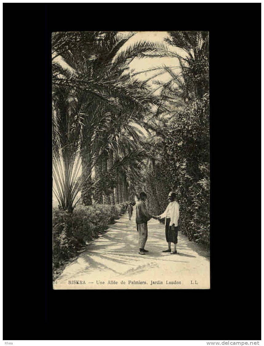 74 BISKRA -  Une Allée de Palmiers. Jardin Landon