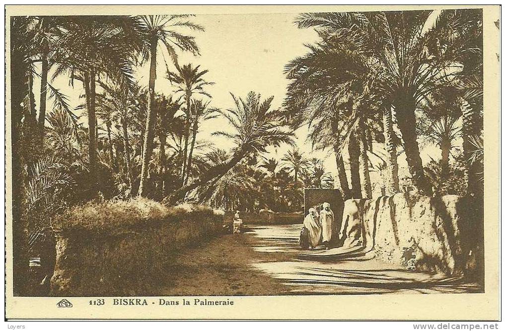 BISKRA  -  Dans la Palmeraie.