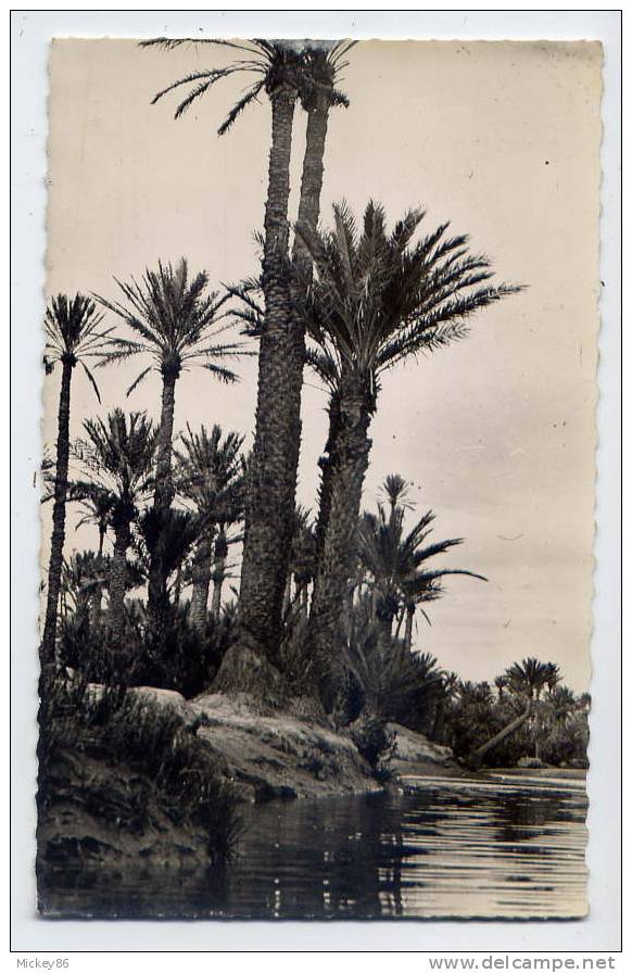 Algérie--COLOMB-BECHAR--  L´Oued cpsm pt format n°31K cOLLECTION J.Sebban à Colomb-Béchar