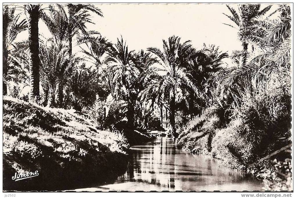 COLOMB BECHAR - Palmeraie