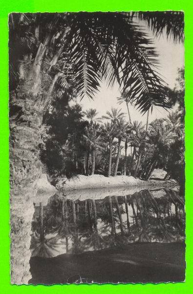 COLOMB BECHAR - PALMERAIE - carte jamais utilisée - collection j.s. colomb béchar