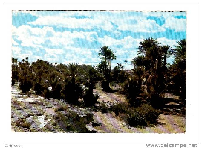 Algérie-BECHAR-Saoura( La Palmeraie) Années 50/60 -