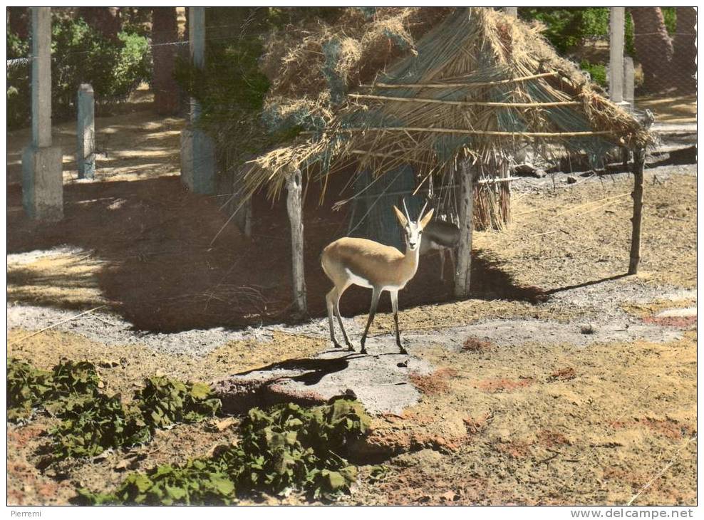 COLOMB.BECHAR.GAZELLE.JAR DIN  DE LA PALMERAIE