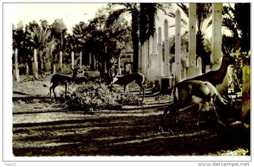 colob bechar - gazelles - jardin public - zoo - parc animalier