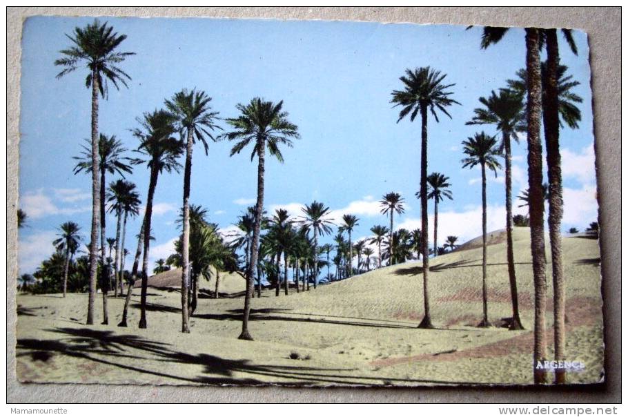 Algérie CP N° 659B - Colomb Béchar, Les Dunes - CPSM/E