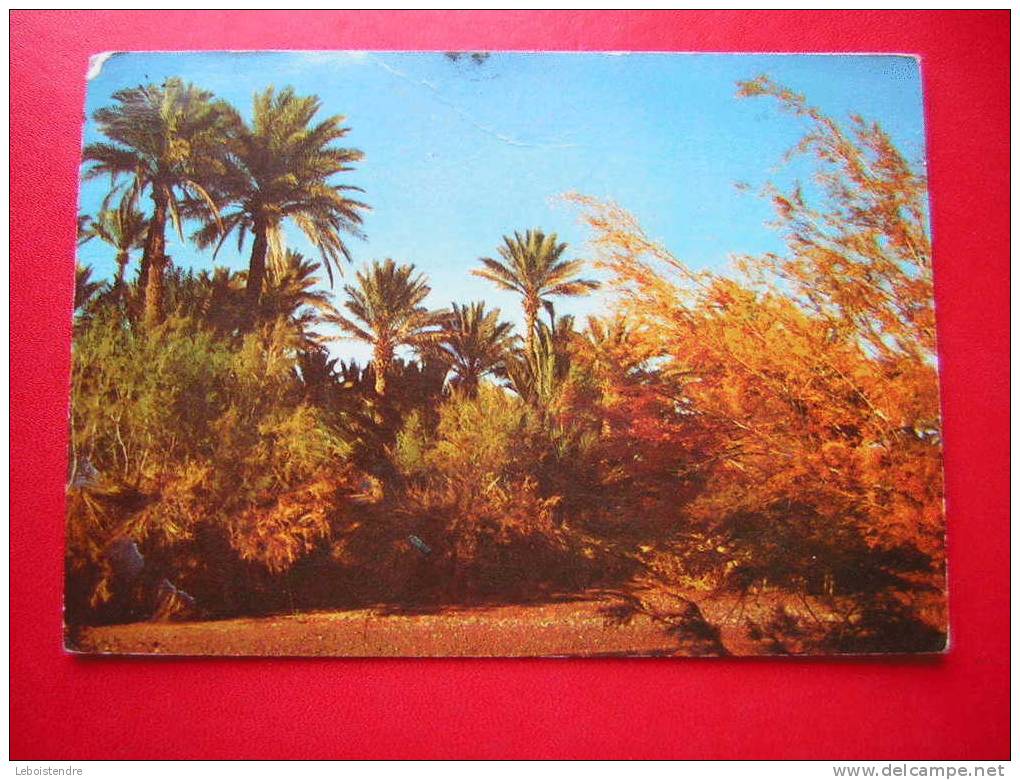CPSM-ALGERIE- BECHAR-LA PALMERAIE