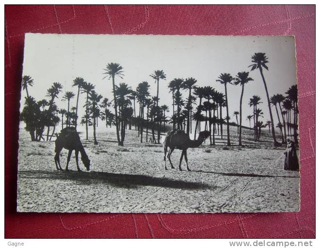 09A /1 - colomb béchar chameaux dans les dunes
