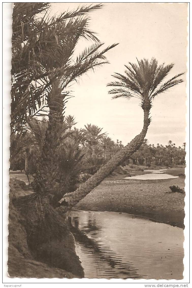 algérie  COLOMB-BECHARD   palmiers  ds  l ' oued