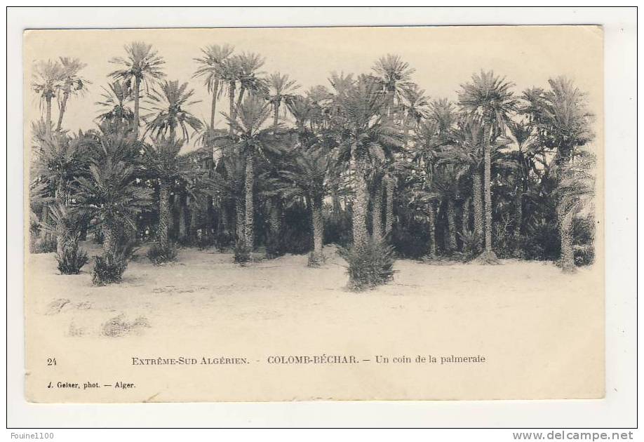 ALGERIE colomb béchar un coin de la palmeraie ( recto verso )