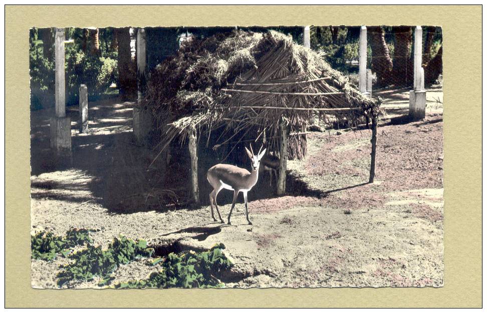 BECHAR GAZELLE AU JARDIN PUBLIC