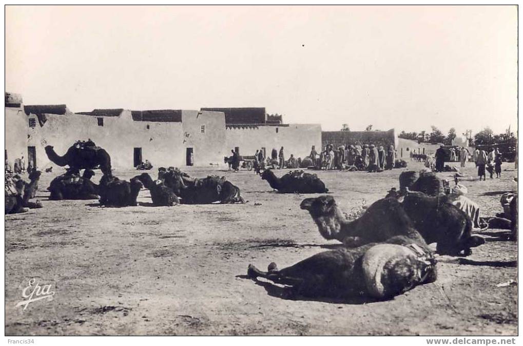 CPA - Colomb Bechar - La Place des Chameaux