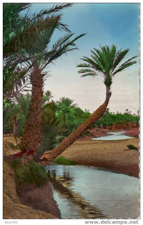ALGERIE COLOMB BECHAR Palmiers dans l'Oued cpsm couleur