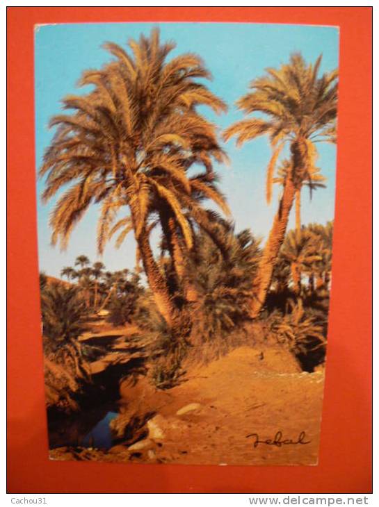BECHAR    L'OASIS   n°4054